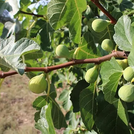 Prázdninový dům Le Sorelle A Puglian Paradise